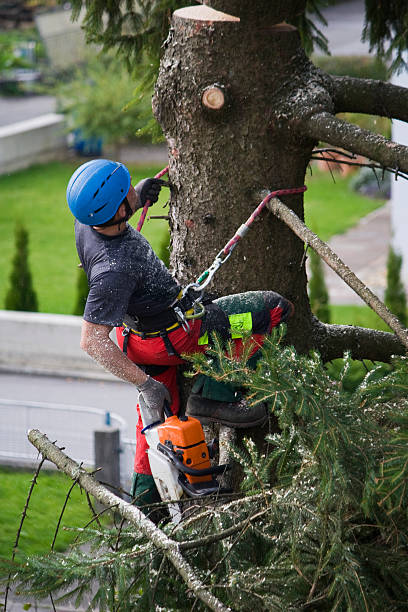 Mulching Services in Gustine, CA